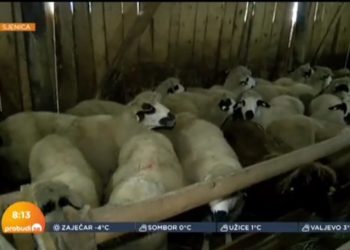 Kako se pripremiti za zimu na Pešteru, da ima dovoljno hrane za porodicu i stoku VIDEO