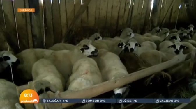 Kako se pripremiti za zimu na Pešteru, da ima dovoljno hrane za porodicu i stoku VIDEO