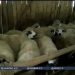 Kako se pripremiti za zimu na Pešteru, da ima dovoljno hrane za porodicu i stoku VIDEO