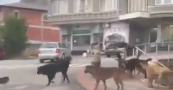Tutin: Crni pas koji je mnoge građane ujeo pronađen mrtav kod stadiona FOTO/ VIDEO