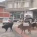 Tutin: Crni pas koji je mnoge građane ujeo pronađen mrtav kod stadiona FOTO/ VIDEO