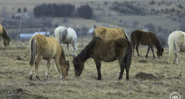 Šarenolikost Peštera: Džamije, hladnoća, ptice, peštersko polje, ukleta šuma….