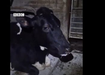 Krava glumi da spava kako bi izbjegla mužu VIDEO