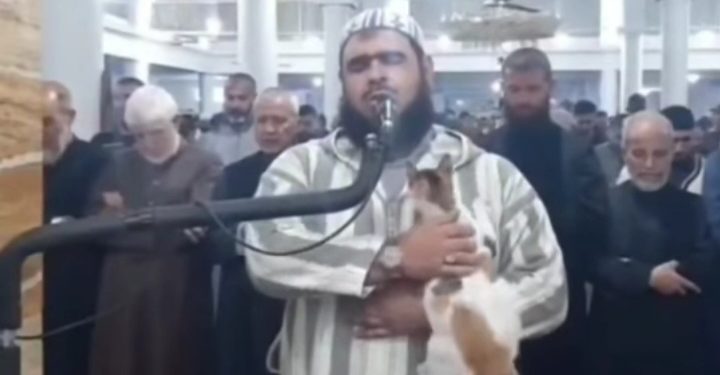 Video snimak mačke sa imamom dok predvodi namaz VIDEO