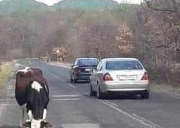 AD Novi Pazar put izdao saopštenje: Apel vozačima da koriste stari put Pazar- Raška