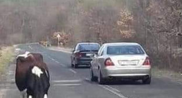AD Novi Pazar put izdao saopštenje: Apel vozačima da koriste stari put Pazar- Raška