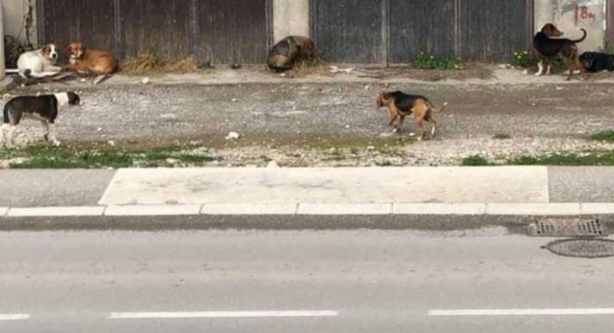 Ujedi pasa suše opštinske budžete, Novi Pazar izdvojio preko 50 miliona za nanete štete
