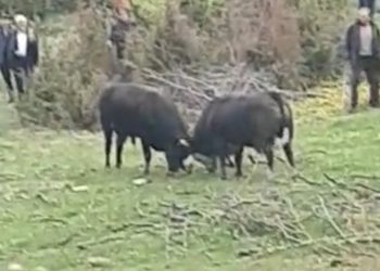 Tutin: Održan tradicionalni vašar na Policama. Pogledajte borbu bikova VIDEO