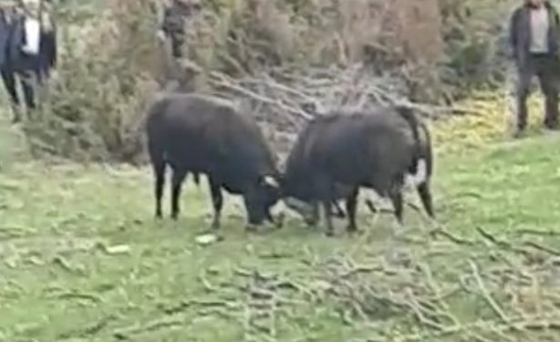 Tutin: Održan tradicionalni vašar na Policama. Pogledajte borbu bikova VIDEO
