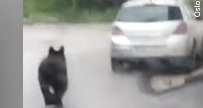 Medved digao na noge službe c8vilne zaštite i pripadnike MUP-a u Sarajevu VIDEO