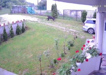 I Novi Pazar ima medvjeda koji obilazi naseljena prigradska naselja