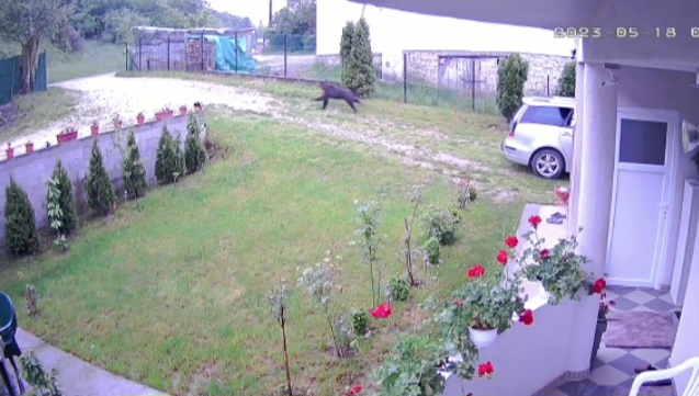 I Novi Pazar ima medvjeda koji obilazi naseljena prigradska naselja