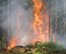 Zanimljiva i poučna priča putnika za Mekku, stalno donosio salavate pa bio spašen od vatre u šumi