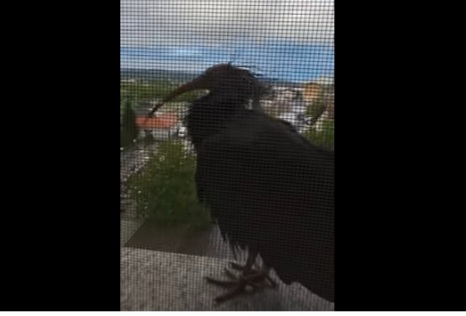 Nakon 400 godina posebna vrsta ptice se vratila na prozor jednog stanara VIDEO