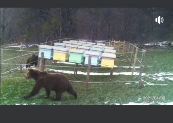 Medvjed gotovo da se odomaćio po seoskim atarima VIDEO