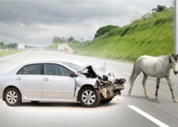 Zakucao se audijem u konja i to na sred auto puta