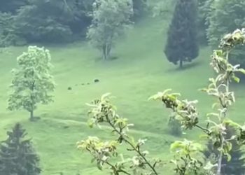 Tutin: Evo jedan lep snimak iz Zapadnog Mojstira ceo copor mecki i mecadi VIDEO