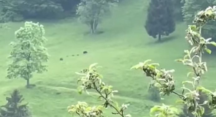 Tutin: Evo jedan lep snimak iz Zapadnog Mojstira ceo copor mecki i mecadi VIDEO