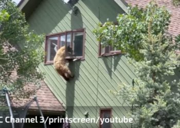 Medvjed kroz prozor ušao u kuću, pojeo vječeru i grickalice pa izašao VIDEO