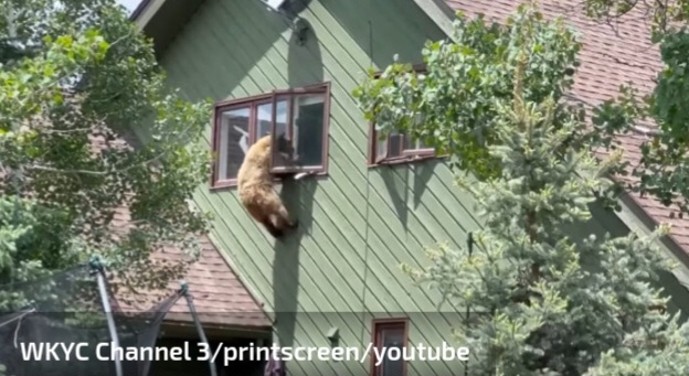 Medvjed kroz prozor ušao u kuću, pojeo vječeru i grickalice pa izašao VIDEO