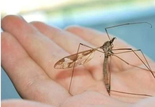 Opasnost o zaraznih bolesti koje prenose komarci, koje su prevencije
