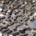 Za vrijeme predaje oružja u PU Novi Pazar prikupljeno 1.477 komada oružja i preko 30.000 municije