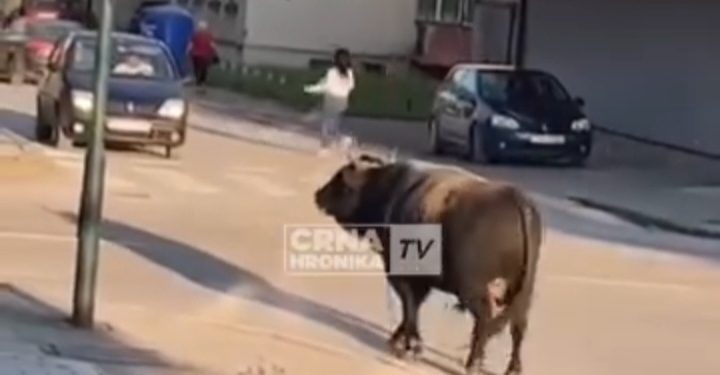 Građani uplašeni bježe sa ulica kad su ugledali razjarenog bika VIDEO