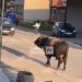 Građani uplašeni bježe sa ulica kad su ugledali razjarenog bika VIDEO