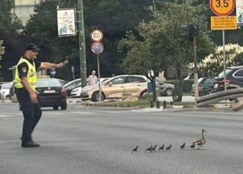 Policajac u Sarajevu zaustavio saobraćaj da bi prošla patka i pačići