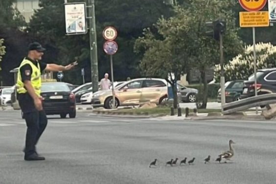Policajac u Sarajevu zaustavio saobraćaj da bi prošla patka i pačići