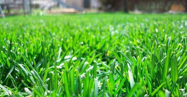 Svaki dan 5 minuta udišite miris ove biljke i povećat ćete pamćenje za 75 %