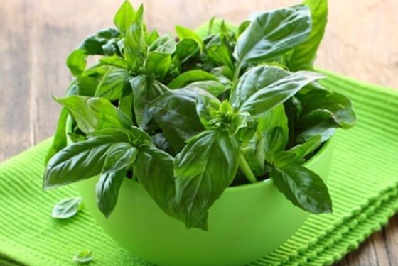 Reguliše krvni pritisak i šećer, smanjuje stres, jača imunitet, snižava kolesterol, pospješuje metabolizam