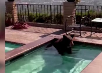Nevjerovatan snimak zabilježile nadzorne kamere, Meda uplivao u privatni bazen VIDEO