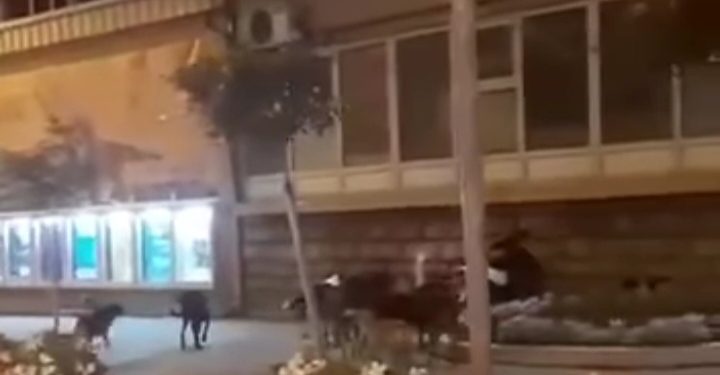 Haos u centru Novog Pazara, čopor pasa nesmetano šeta VIDEO