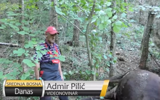 Nevolja zadesila Hajrudina, kupio kravu od kredita pa mu je isto veče pojeo medved VIDEO