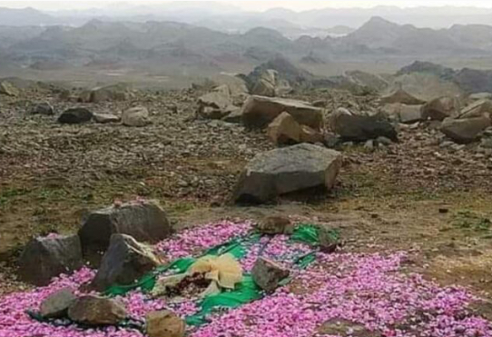 Čiji je mezar nad kojim je Muhammed a.s. toliko dugo plakao da su svi ashabi plakali dok bi brade natopili suzama
