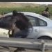 Pripadnici MUP-a brzom reakcijom oslobodili Nemca kojeg su kidnapovali u gepeku 3 muškarca u Srbiji