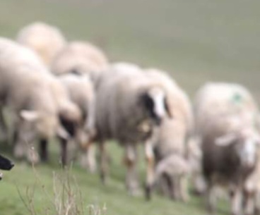 Pastir: Imali smo žestoko nevreme a sada i ovo – Ovce ušle u staklenik kanabisa pa pojele 100 kg