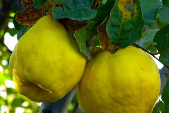 Mnogi je smatraju najzdravijom voćkom, sadrži duplo više vitamina C od limuna, umiruje kašalj i čisti pluća