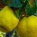 Mnogi je smatraju najzdravijom voćkom, sadrži duplo više vitamina C od limuna, umiruje kašalj i čisti pluća