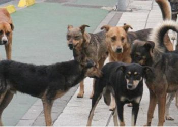 Novi Pazar: Odabrana kompanija “DS Iskop gradnja” za izgradnju azila za pse i mačke