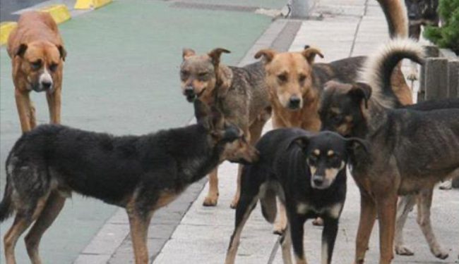 Novi Pazar: Odabrana kompanija “DS Iskop gradnja” za izgradnju azila za pse i mačke