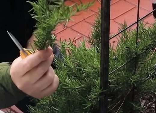 Ova biljka liječi zglobove i zateže bore, djeluje i protiv starenja