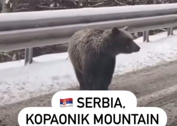 Na putu za Kopaonik mečka sa mladunčetom na sred ulice