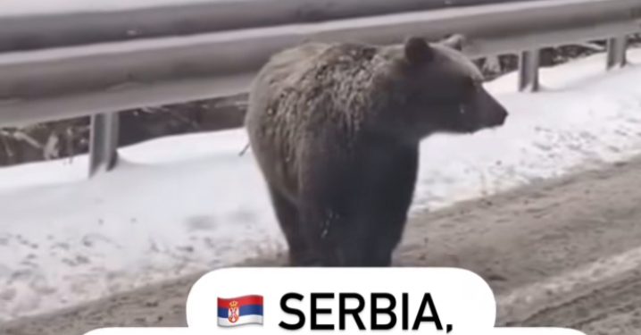 Na putu za Kopaonik mečka sa mladunčetom na sred ulice