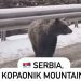 Na putu za Kopaonik mečka sa mladunčetom na sred ulice