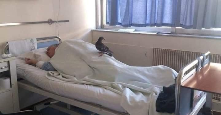 Podsjetimo se priče o golubu i bolesniku, svako dobro se će te stići kad tad