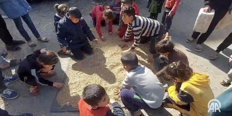 Humanitarna i zdravstvena katastrofa u Gazi, melju stočnu hranu umesto brašna