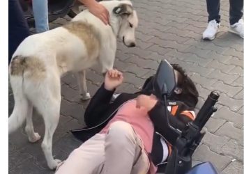 Pas lutalica čuvao povređenog dečka šapom: “Ne brini ja te čuvam”