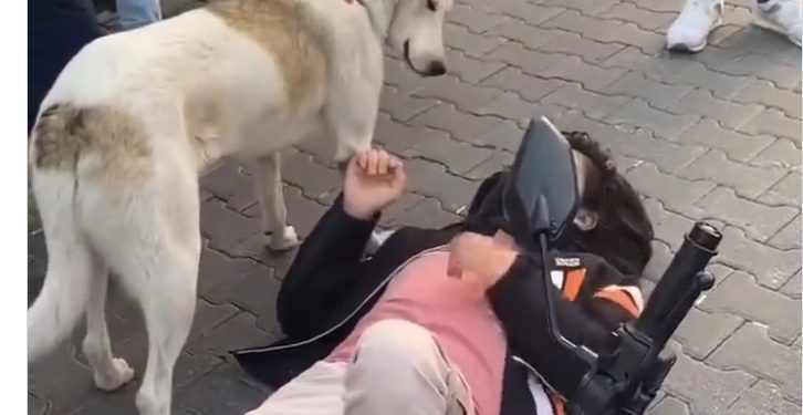 Pas lutalica čuvao povređenog dečka šapom: “Ne brini ja te čuvam”